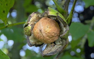 Many aflatoxin alerts in RASFF portal. Photo: Shutterstock