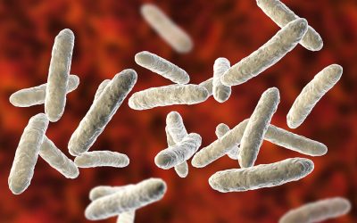 The gut microbiota can vary greatly between individuals, depending on genotype, age, environmental factors, diet and use of antimicrobials. Photo: Shutterstock