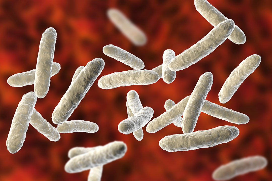 The gut microbiota can vary greatly between individuals, depending on genotype, age, environmental factors, diet and use of antimicrobials. Photo: Shutterstock
