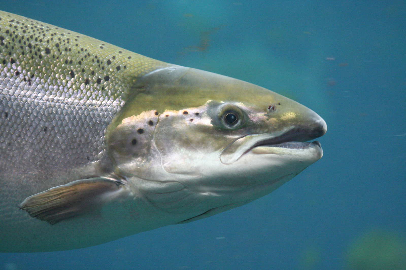 First salmon trials with insect meal