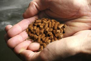 Higher salmon feed volumes for Nutreco