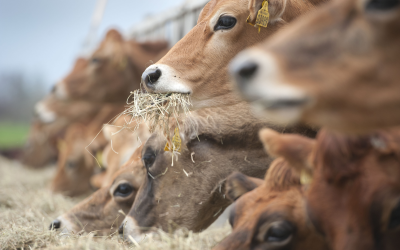 The best feed efficiency: Holstein or Jersey? Photo: Mark Pasveer