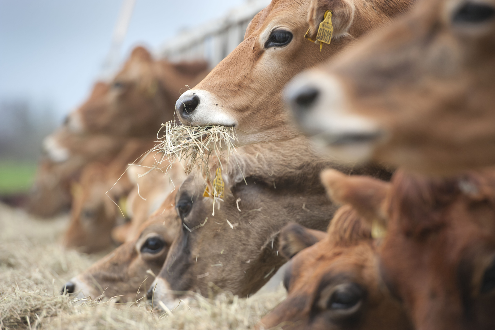 The best feed efficiency: Holstein or Jersey? Photo: Mark Pasveer