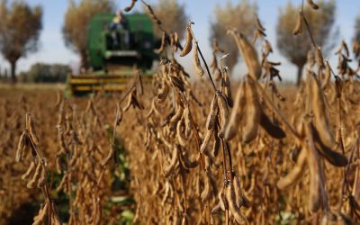 It is believed that the compulsory registration was almost an impassable barrier for GM soybeans, so during the previous years they were technically not allowed in Russia. Photo: Hans Prinsen