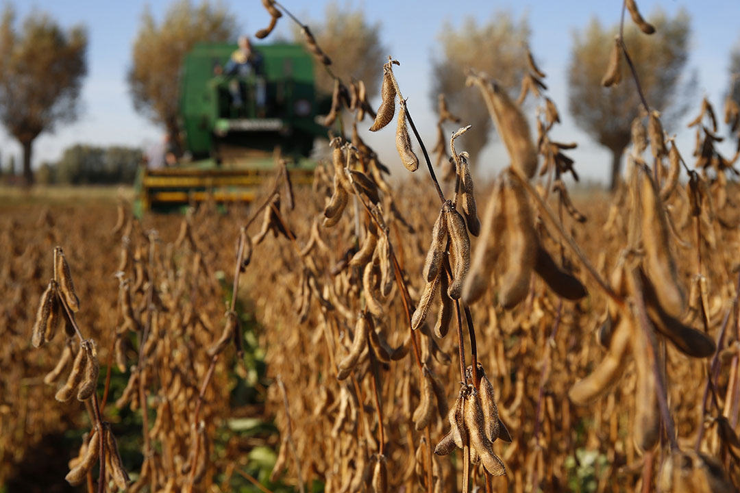 It is believed that the compulsory registration was almost an impassable barrier for GM soybeans, so during the previous years they were technically not allowed in Russia. Photo: Hans Prinsen