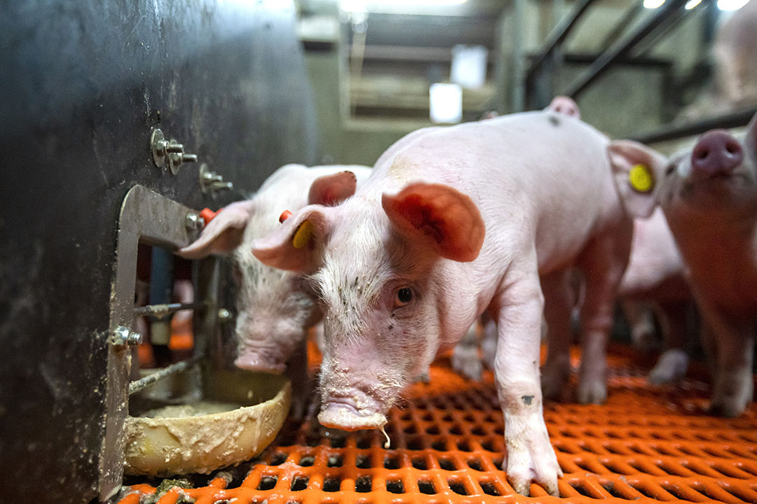 A piglet consuming feed in the farrowing pen. This piglet was not part of the research described in the article. Photo: Bert Jansen