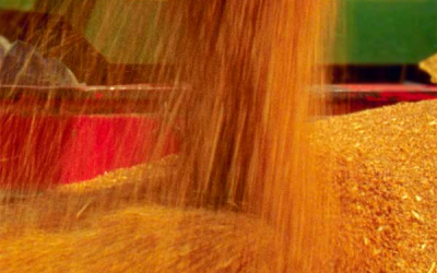 Russia s animal feed prices could jump 20% in 2015