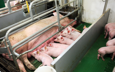 Gestating and lactating sows need high feeding level