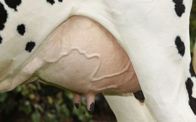 Cold stress causes a reduction in milk secretion in lactating cows. Photo: Henk Riswick