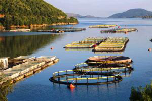 Growing awareness on benefits of aquaculture feed