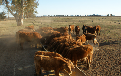 Antibiotic resistance genes travel downwind