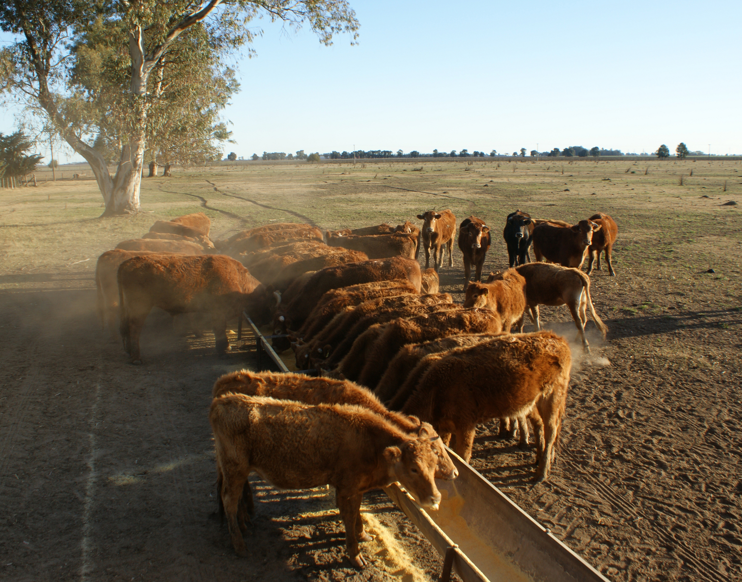 Antibiotic resistance genes travel downwind