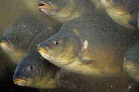 Association of aquaculture producers established in Russia