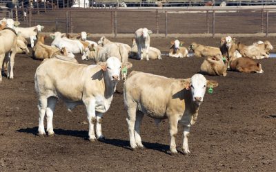 Effect of feeder design on performance beef cows. Photo:  Henk Riswick