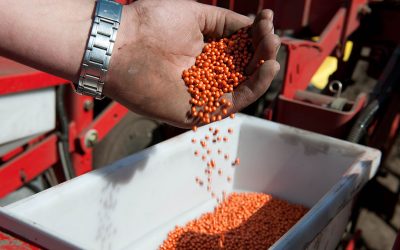 Merger wave: Effect on crop seed prices. Photo: Mark Pasveer