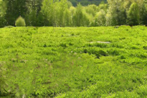 Patch-burning method to promote sustainable grazing