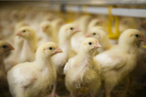 Proposed US bill could curb antibiotic use in US poultry