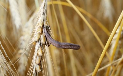 Is there a link between ulcers and mycotoxins? Photo: De Heus