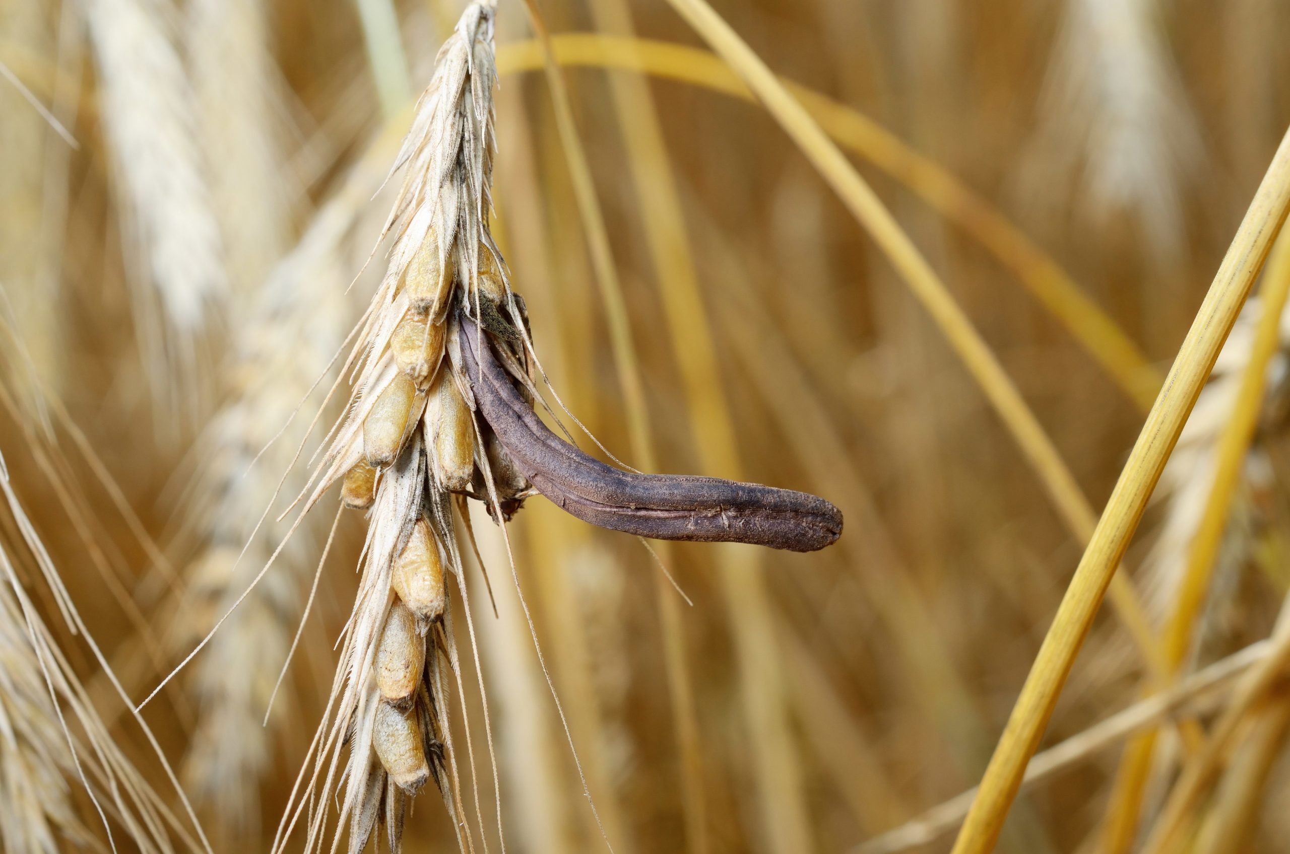 Is there a link between ulcers and mycotoxins? Photo: De Heus
