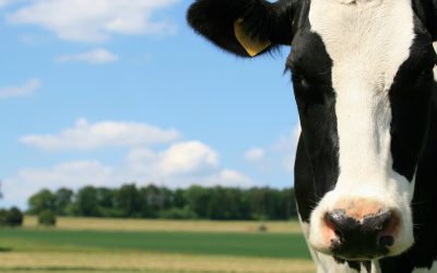 Natural dairy product launched in Europe
