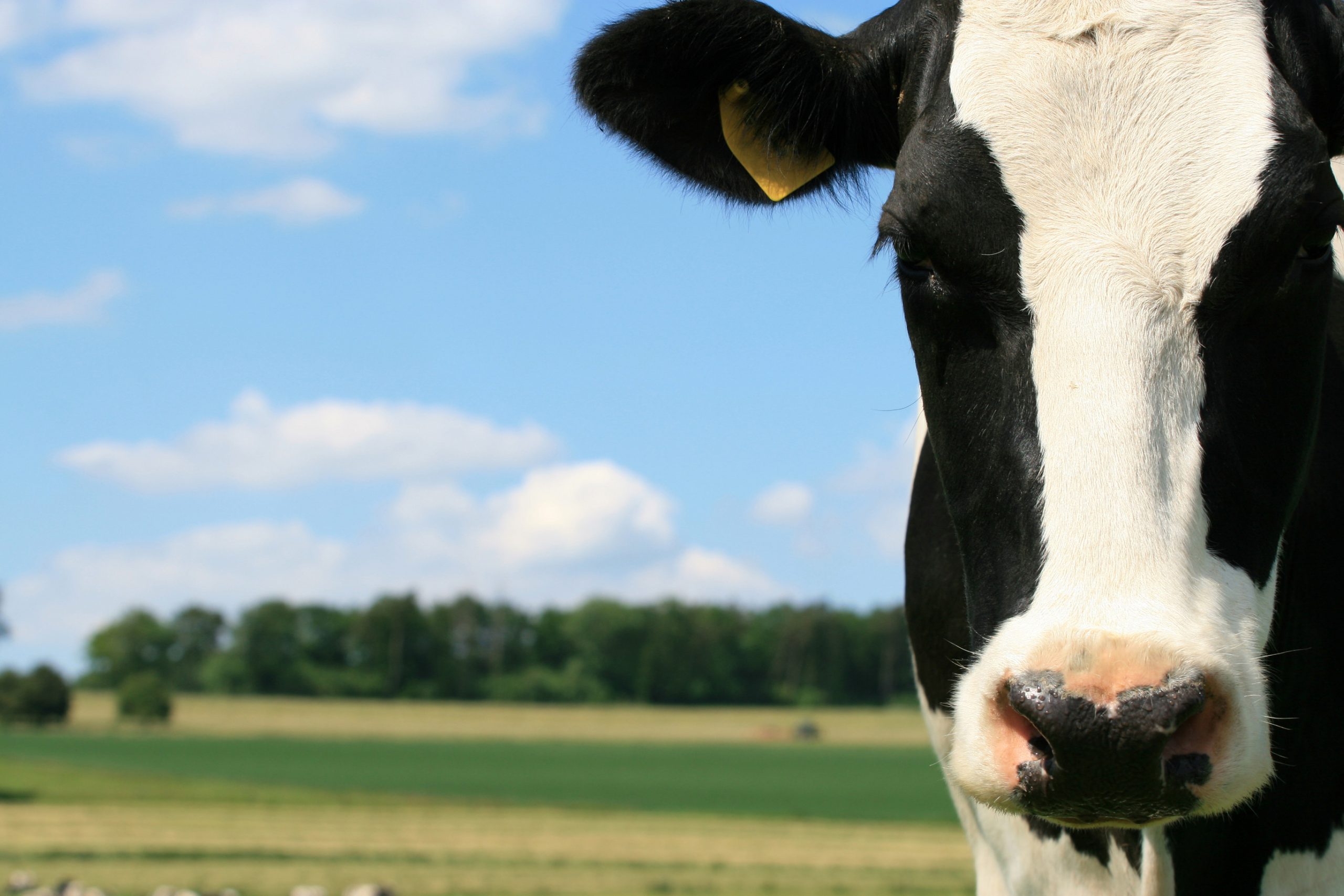 Natural dairy product launched in Europe