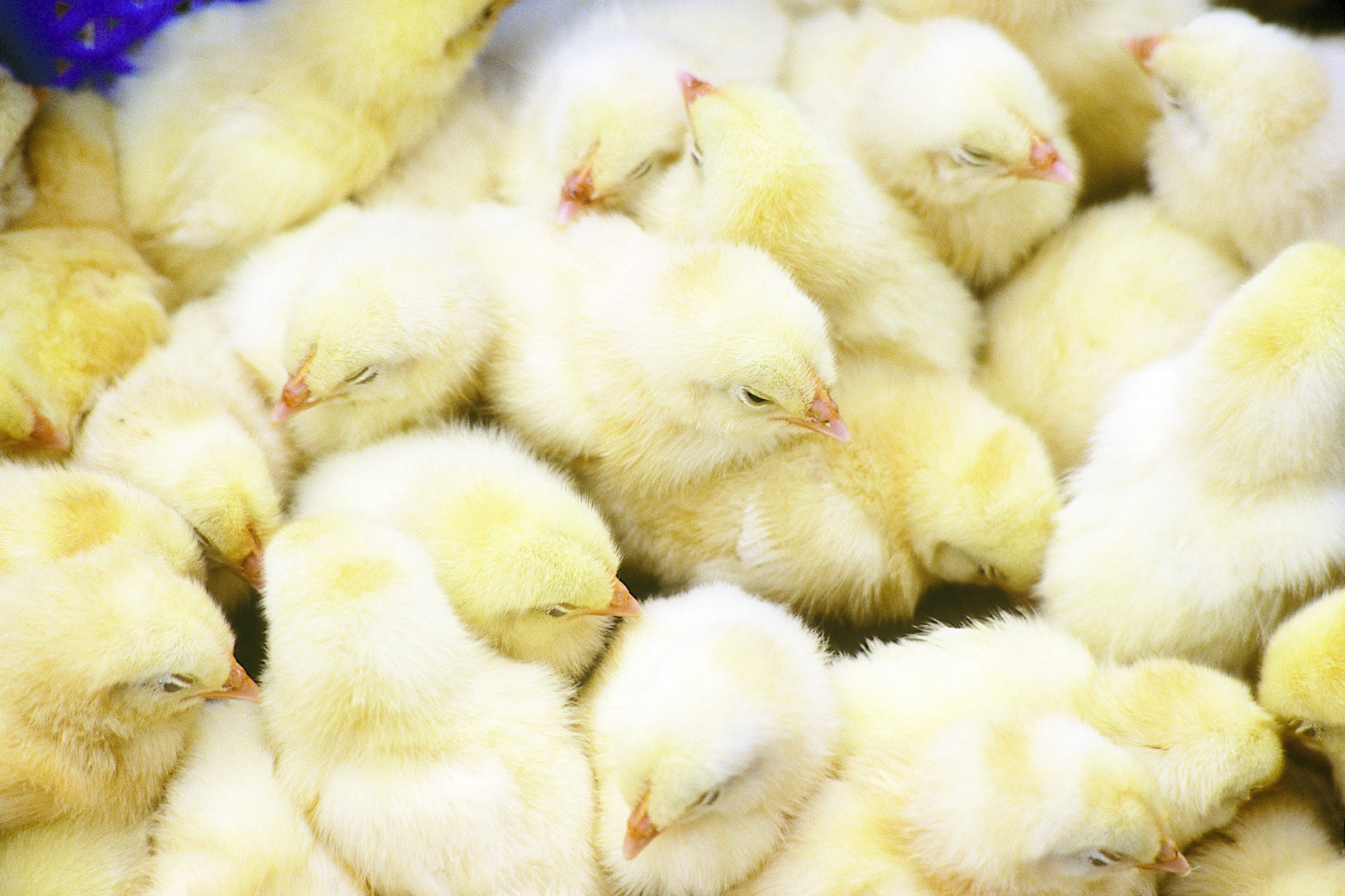 Defending global poultry flocks. Photo: Dag Sundberg