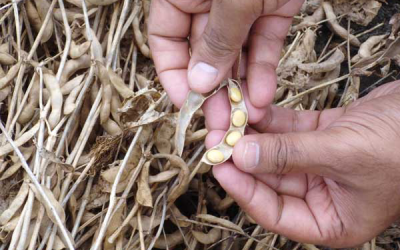 UK feed get first containers of Indian non-GM soymeal