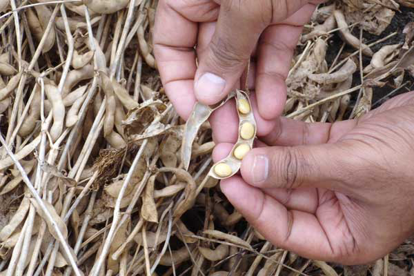 UK feed get first containers of Indian non-GM soymeal