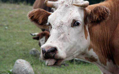 Russia s dairy industry seeks governmental support in light of feed price hikes