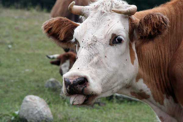 Russia s dairy industry seeks governmental support in light of feed price hikes