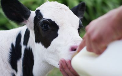 Feeding calves can be more cost efficient. Photo: Shutterstock