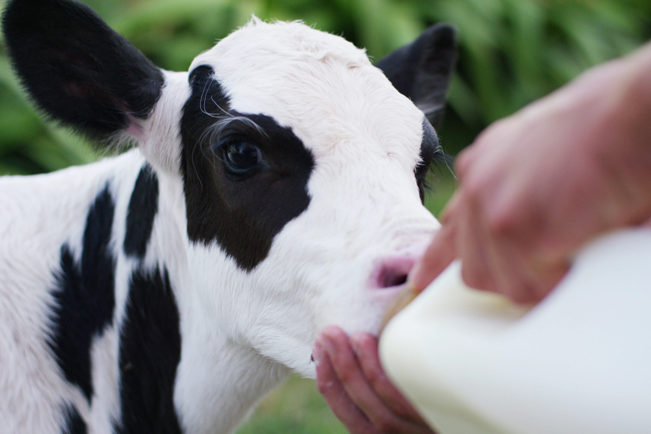 Feeding calves can be more cost efficient. Photo: Shutterstock