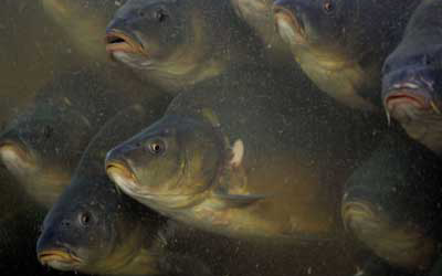 Armenia starts fishfeed production