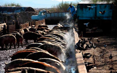 US farmer treats pigs to Vegas buffet