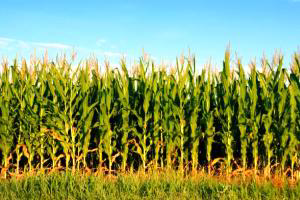 Russia cut corn export of by half due to strong domestic demand