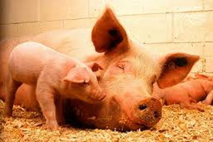 Sow diet important for piglet survival