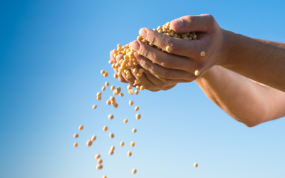 Record: Brazil produces 100 million mt soybeans