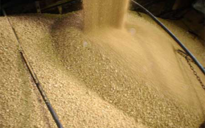 Ukraine begin export of soybean meal to Turkey and Georgia