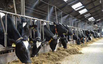 Application of heat stress knowledge in dairy