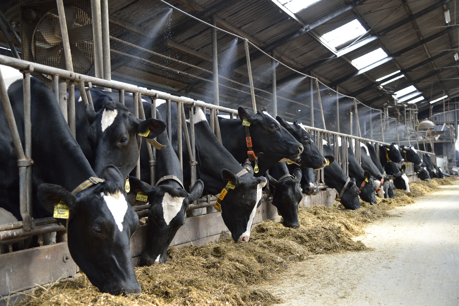 Application of heat stress knowledge in dairy
