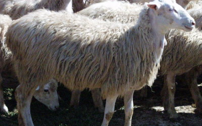 Grape seed supplementation for dairy sheep