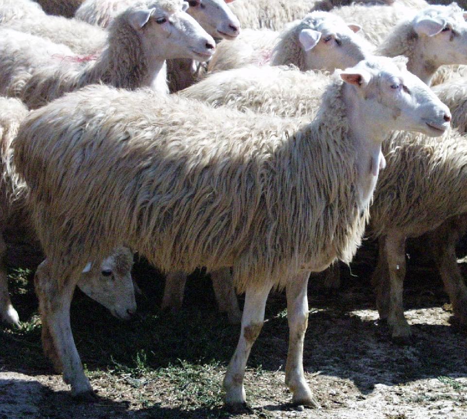 Grape seed supplementation for dairy sheep