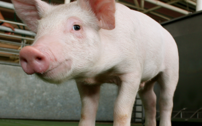 Meeting a piglet s essential nutritional needs is necessary during weaning. [Photo: Novus]