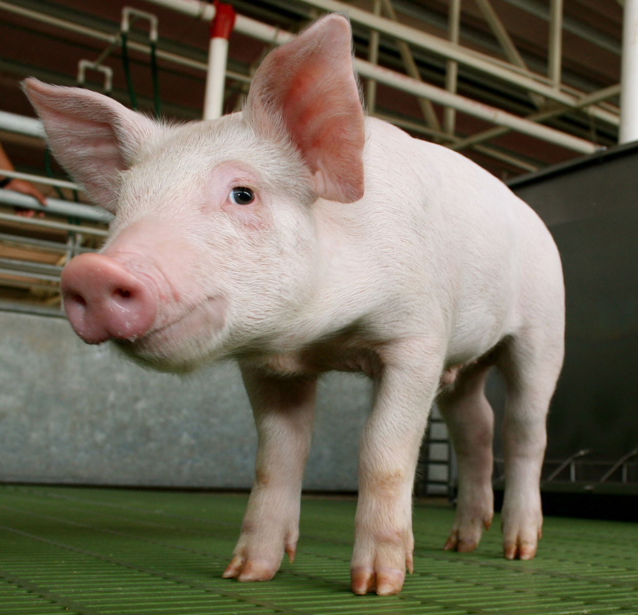 Meeting a piglet s essential nutritional needs is necessary during weaning. [Photo: Novus]