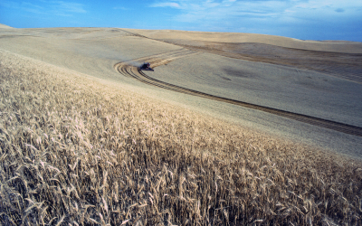 animal feed sustainability