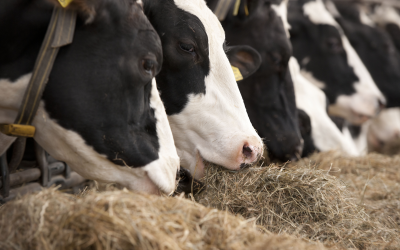 Amino acid nutrition key for dairy cows