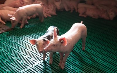 Yeast extract for better weaned piglets