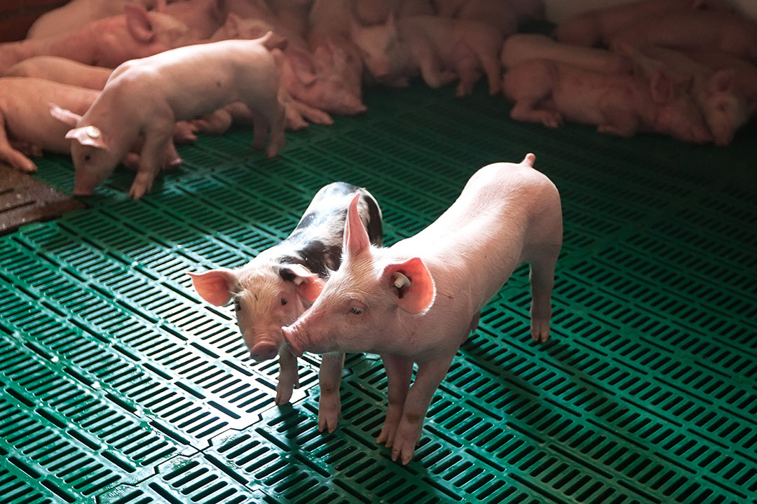 Yeast extract for better weaned piglets