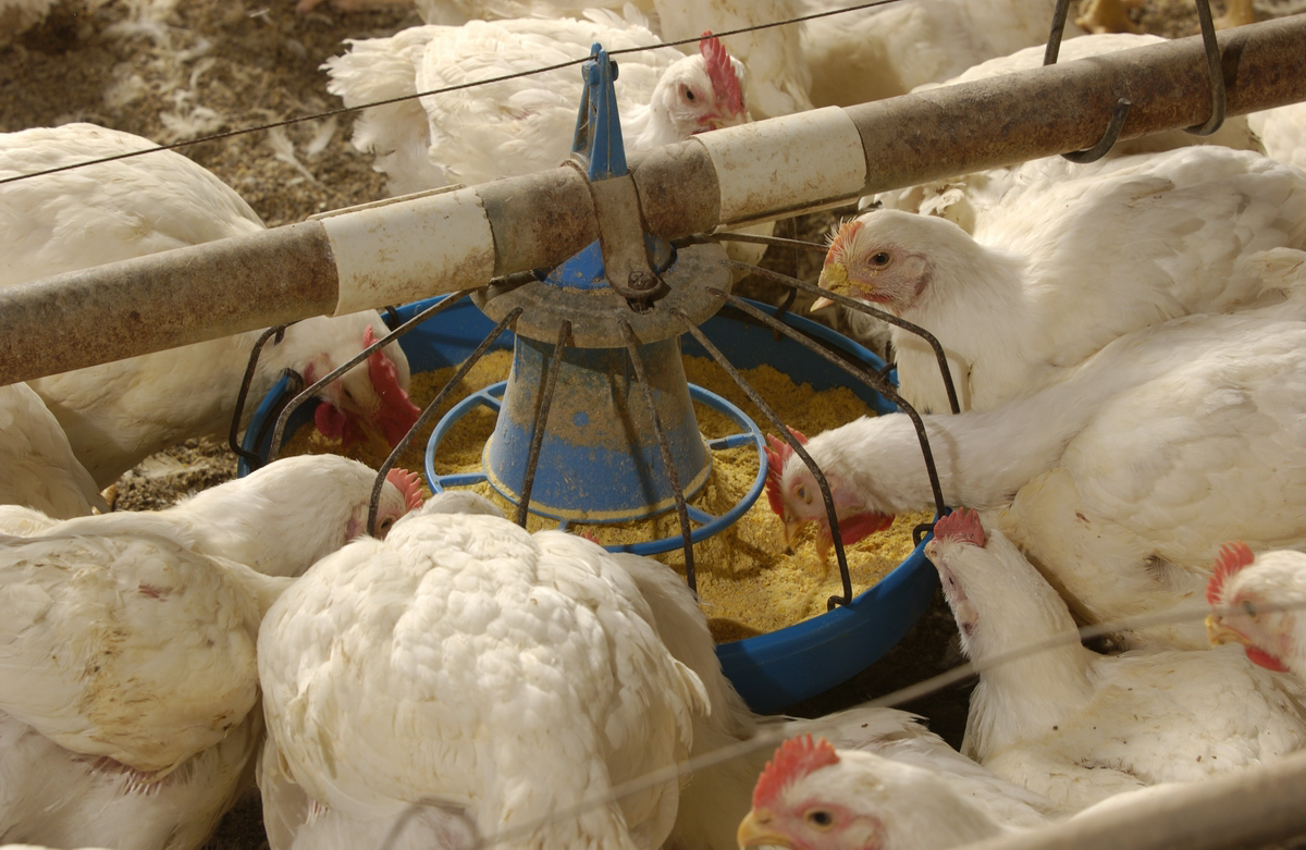 Enzymes in broiler diets with special reference to protease