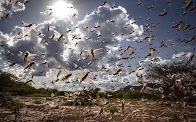 Desert locust swarms fly in north-eastern Kenya, destroying crops and farmlands. Ravenous swarms threaten entire East Africa subregion. Photo: FAO/Sven Torfinn